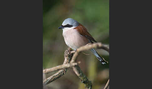 Neuntöter (Lanius collurio)