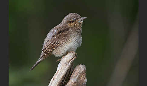 Wendehals (Jynx torquilla)