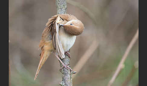 Nachtigall (Luscinia megarhynchos)