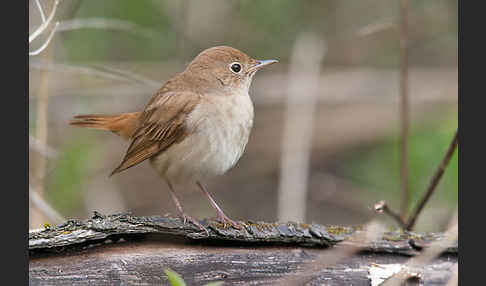 Nachtigall (Luscinia megarhynchos)