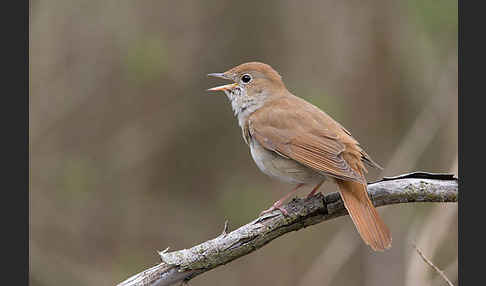 Nachtigall (Luscinia megarhynchos)