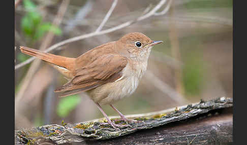 Nachtigall (Luscinia megarhynchos)