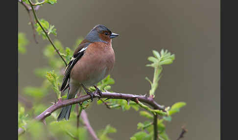 Buchfink (Fringilla coelebs)