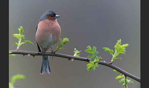 Buchfink (Fringilla coelebs)