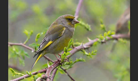 Grünfink (Carduelis chloris)