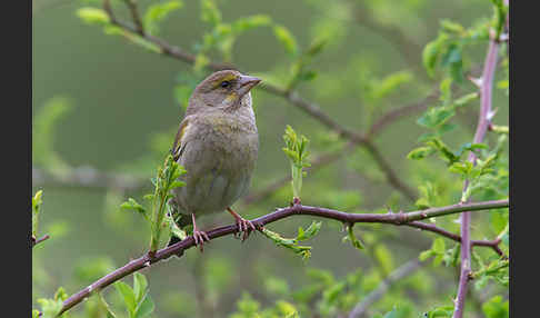 Grünfink (Carduelis chloris)