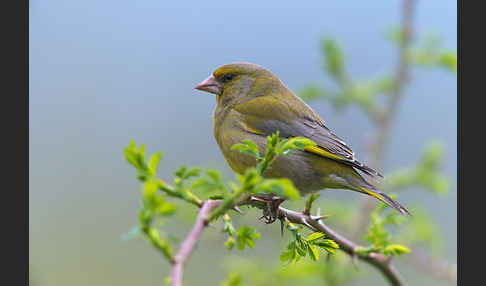 Grünfink (Carduelis chloris)