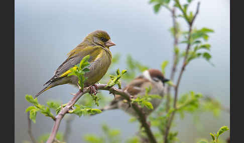 Grünfink (Carduelis chloris)