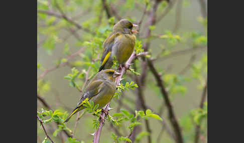 Grünfink (Carduelis chloris)