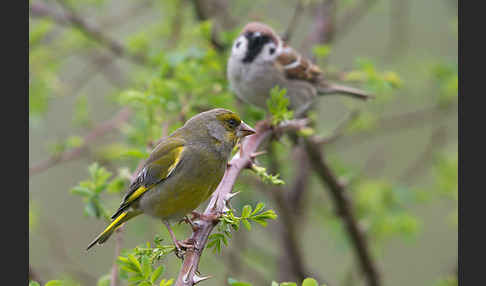 Grünfink (Carduelis chloris)