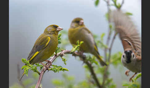 Grünfink (Carduelis chloris)