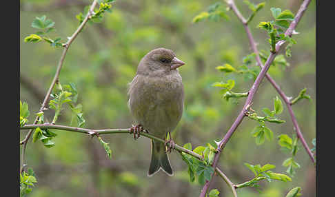 Grünfink (Carduelis chloris)