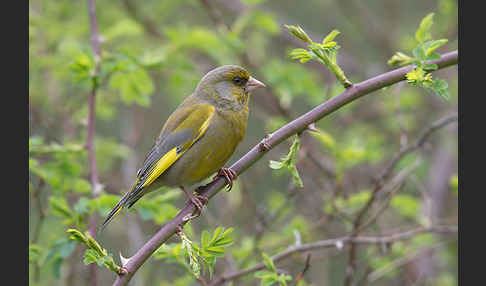 Grünfink (Carduelis chloris)