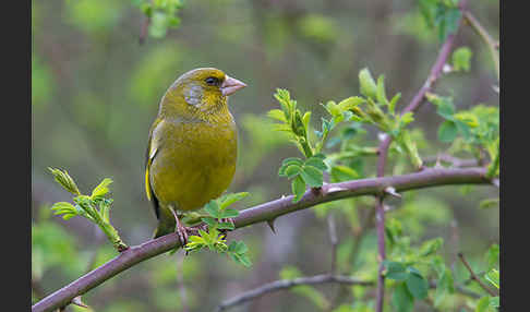 Grünfink (Carduelis chloris)