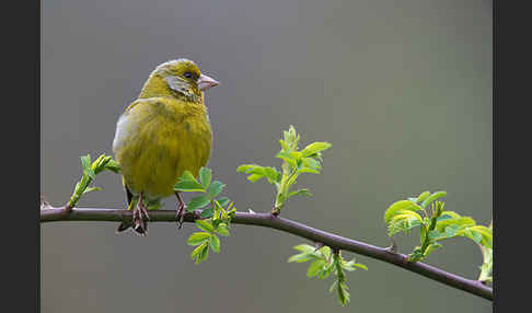 Grünfink (Carduelis chloris)