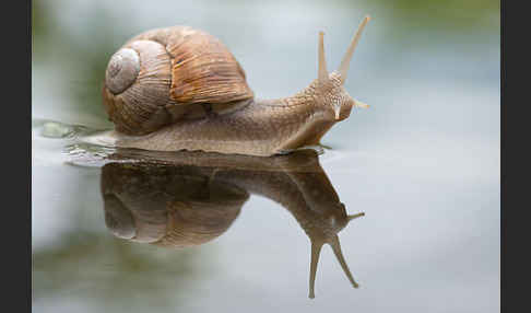 Weinbergschnecke (Helix pomatia)