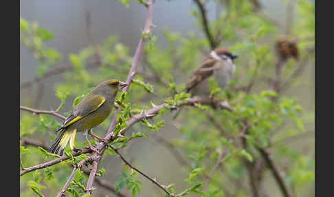 Grünfink (Carduelis chloris)