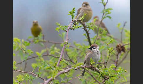 Grünfink (Carduelis chloris)