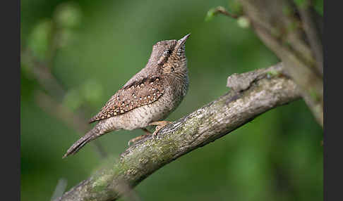 Wendehals (Jynx torquilla)