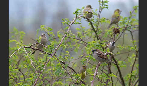 Grünfink (Carduelis chloris)