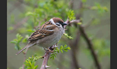 Feldsperling (Passer montanus)