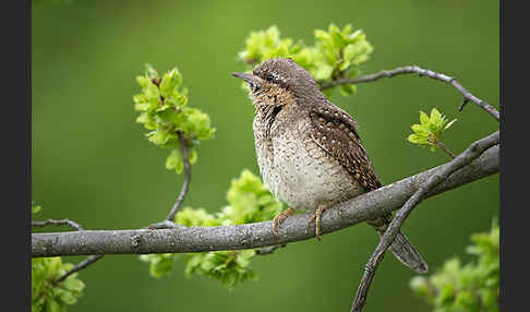 Wendehals (Jynx torquilla)