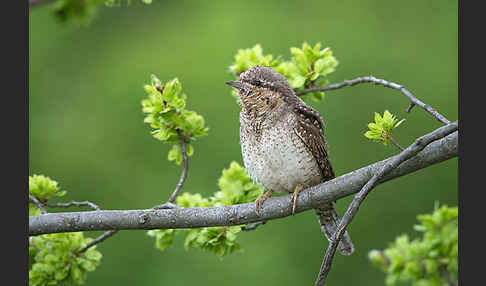 Wendehals (Jynx torquilla)