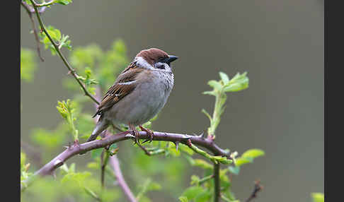 Feldsperling (Passer montanus)