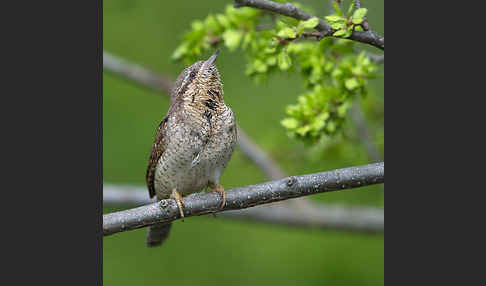 Wendehals (Jynx torquilla)