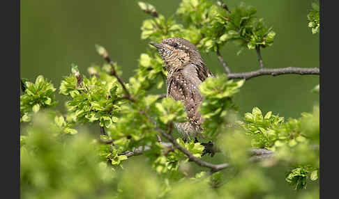 Wendehals (Jynx torquilla)