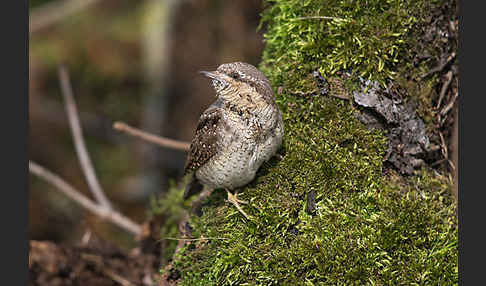 Wendehals (Jynx torquilla)