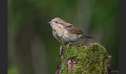 Wendehals (Jynx torquilla)