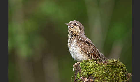 Wendehals (Jynx torquilla)