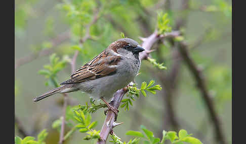 Haussperling (Passer domesticus)