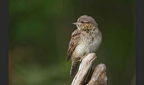 Wendehals (Jynx torquilla)