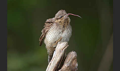 Wendehals (Jynx torquilla)