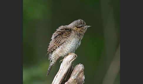 Wendehals (Jynx torquilla)
