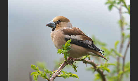 Kernbeißer (Coccothraustes coccothraustes)