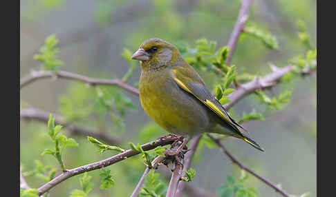 Grünfink (Carduelis chloris)