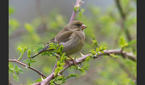 Grünfink (Carduelis chloris)