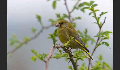 Grünfink (Carduelis chloris)