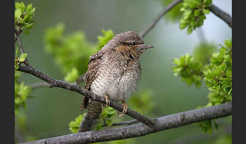 Wendehals (Jynx torquilla)