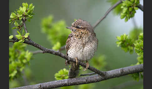 Wendehals (Jynx torquilla)