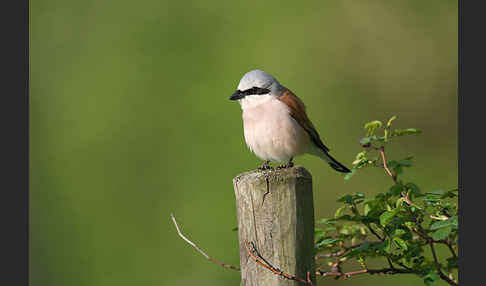 Neuntöter (Lanius collurio)