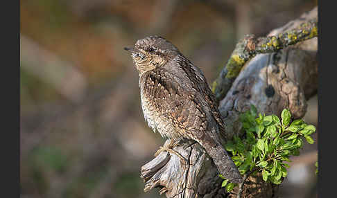 Wendehals (Jynx torquilla)