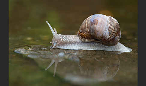 Weinbergschnecke (Helix pomatia)