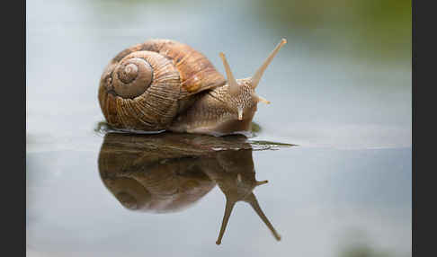 Weinbergschnecke (Helix pomatia)