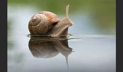 Weinbergschnecke (Helix pomatia)