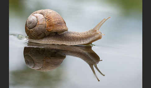 Weinbergschnecke (Helix pomatia)