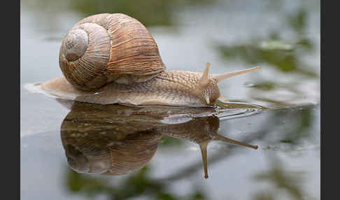 Weinbergschnecke (Helix pomatia)